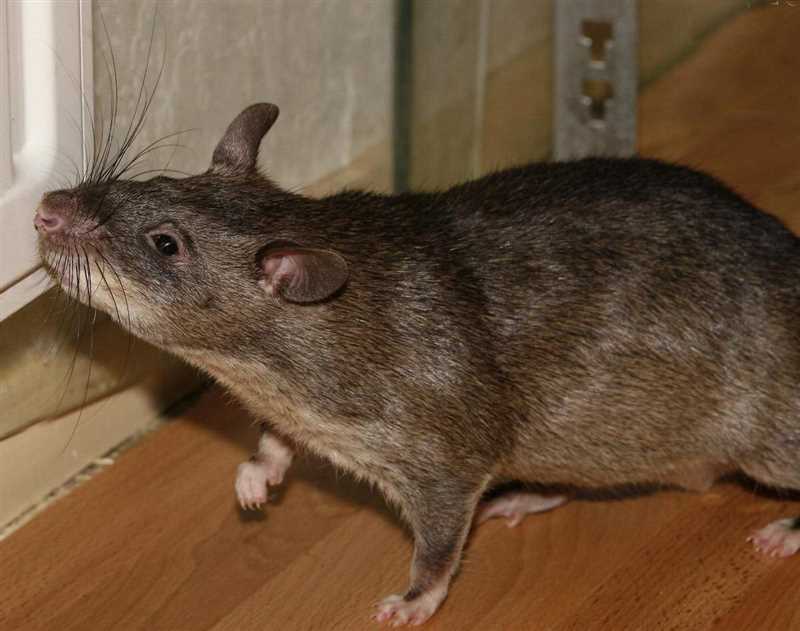 Демидова хомяковая крыса (Cricetomys gambianus)