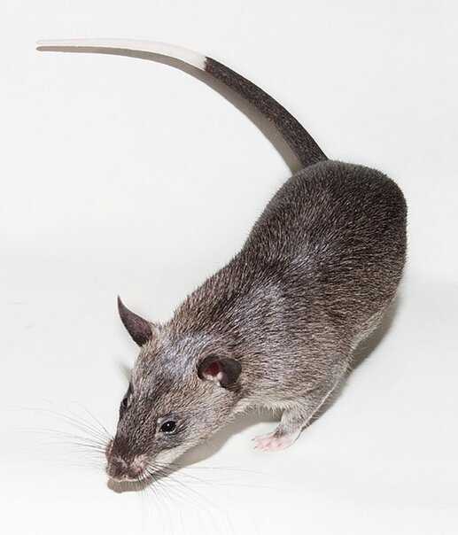Хомяковые крысы (Cricetomys)