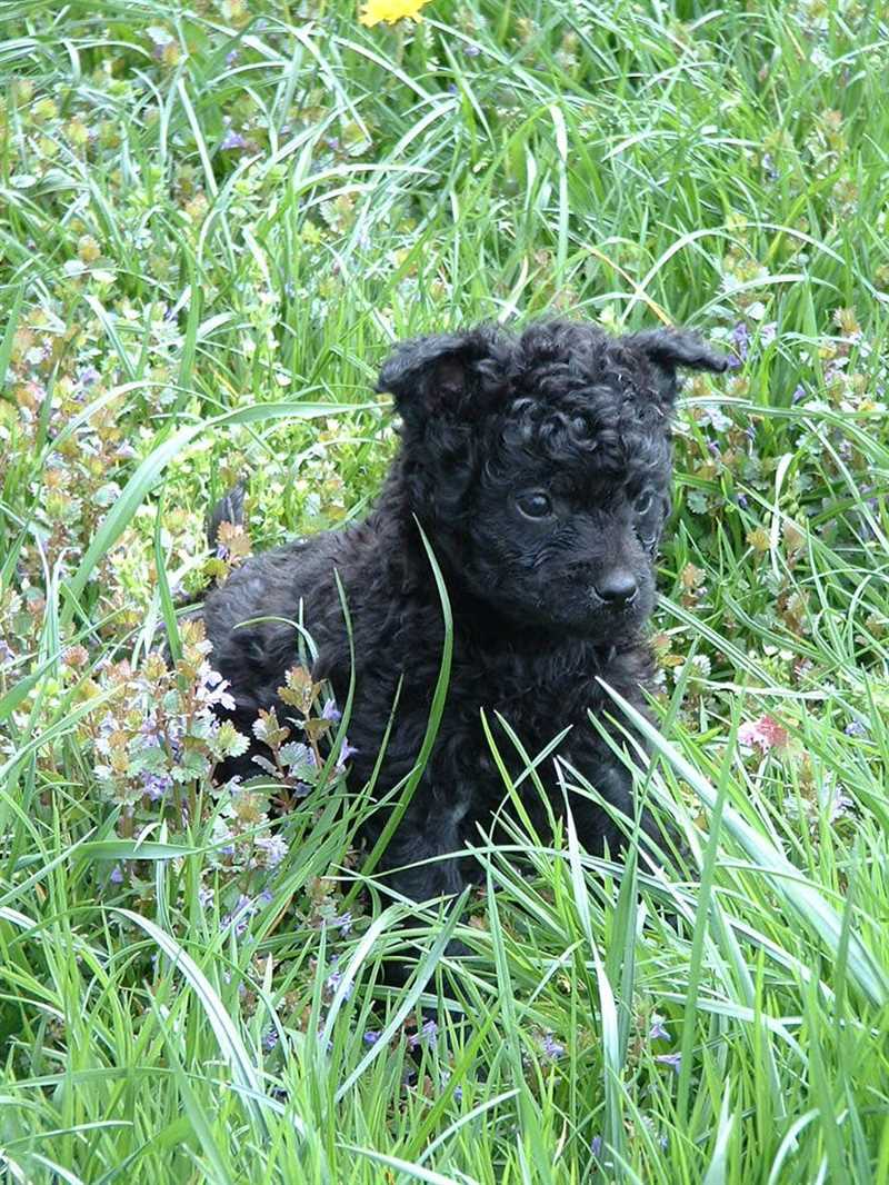Хорватская овчарка: основная информация о породе собак