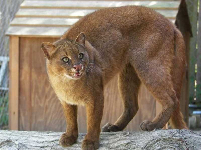 Питание и поведение ягуарунди (Puma yagouaroundi)