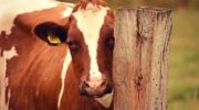 Яловая корова: что что значит, причины и профилактика