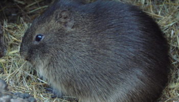 Яркая свинка (Cavia fulgida)