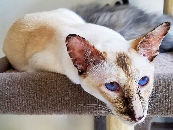 Яванез: плюсы и минусы породы кошек