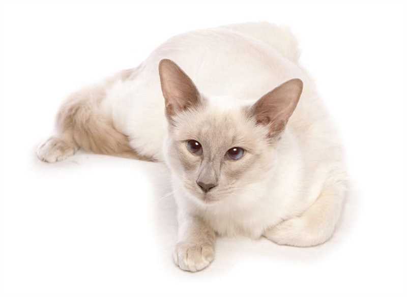 Здоровье породы кошек Яванез