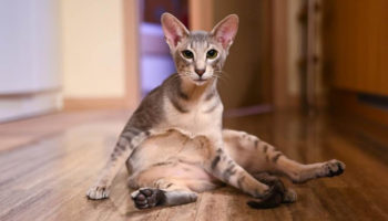Яванез (яванская кошка) — характеристики, история, уход и выбор, фото и цена