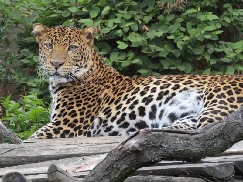 Сравнение с другими подвидами леопарда