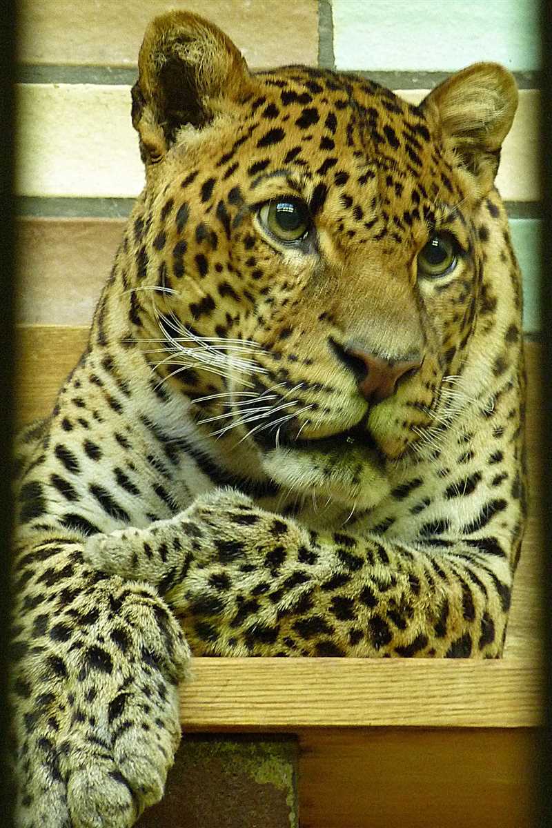 Защита и восстановление численности яванского леопарда