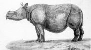 Яванский носорог — особенности и сохранение вида