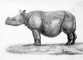 Яванский носорог — особенности и сохранение вида