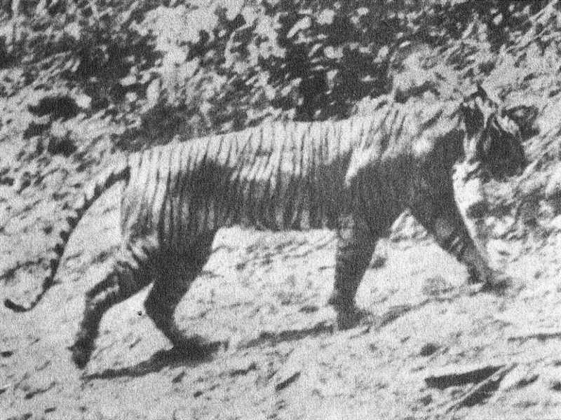 Питание и диета Яванского тигра