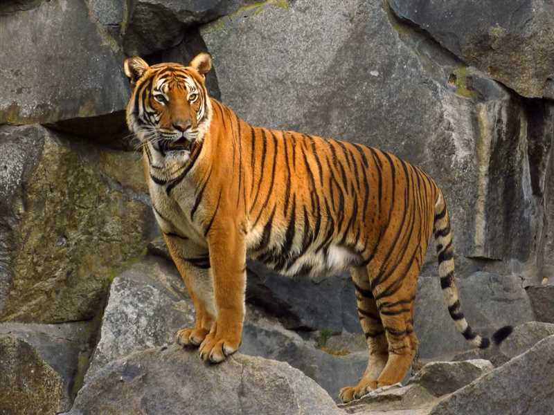 Яванский тигр (Panthera tigris sondaica)