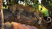 Яванский леопард — редкий вид великолепного хищника