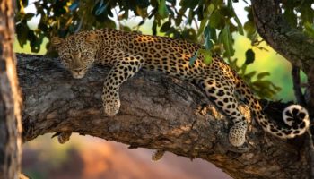 Яванский леопард — редкий вид великолепного хищника