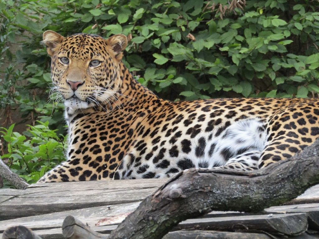 Яванский леопард