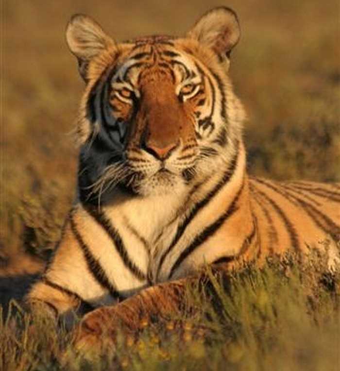 Программы по охране и восстановлению численности южно-китайского тигра