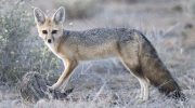 Южноафриканская лисица — особенности и место обитания
