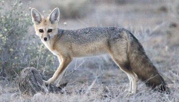 Южноафриканская лисица — особенности и место обитания