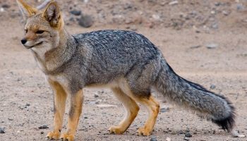 Южноамериканская лисица или аргентинская серая лисица — особенности и классификация