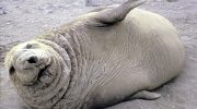 Южный морской слон — особенности и образ жизни
