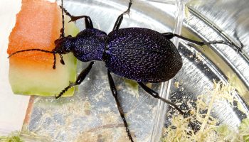 Загадочная жизнь крымской жужелицы (Carabus (Procerus) scabrosus tauricus)