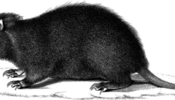 Загути (Plagiodontia aedium) — описание, особенности и распространение