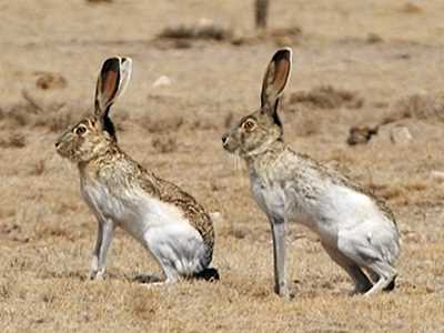 Угрозы и сохранение зайцев