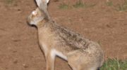 Зайцы (Lepus): описание видов, особенности, ареалы обитания