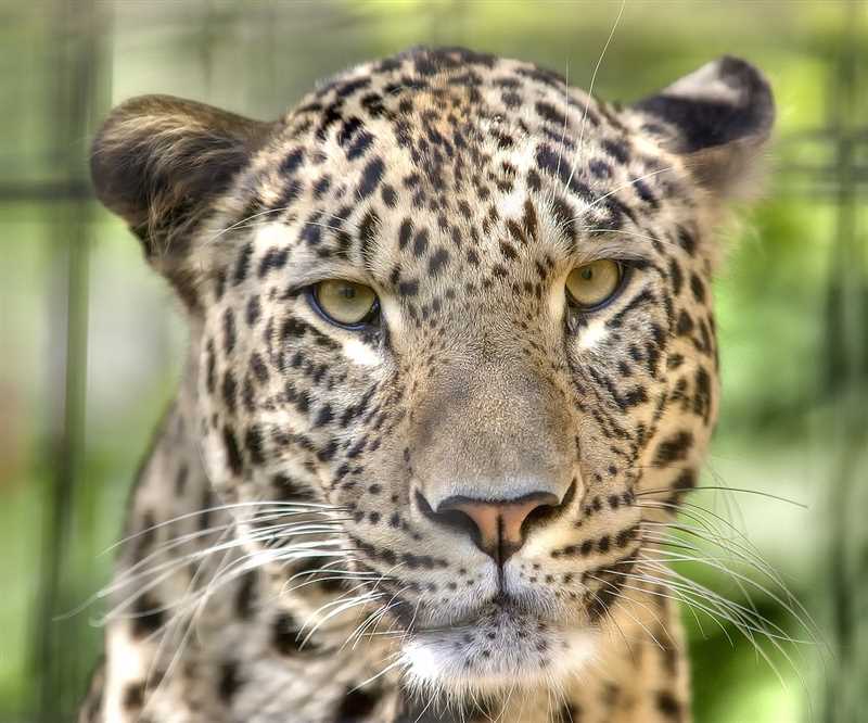 Особенности поведения занзибарского леопарда