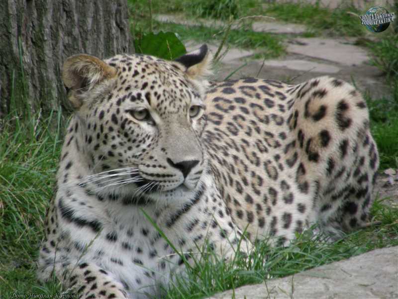 Занзибарский леопард