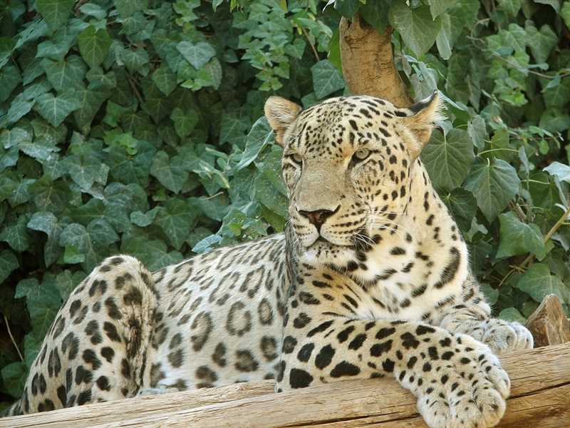 Питание занзибарского леопарда