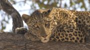 Занзибарский леопард — особенности и исчезновение