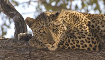 Занзибарский леопард — особенности и исчезновение