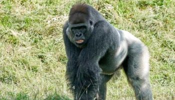 Западная горилла (Gorilla gorilla): величественные жители джунглей Африки