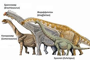Завроподы, ящеротазовые гиганты динозаврового мира