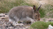 Заяц-беляк (Lepus timidus) — особенности внешности, образ жизни и ареал обитания