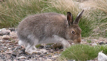 Заяц-беляк (Lepus timidus) — особенности внешности, образ жизни и ареал обитания