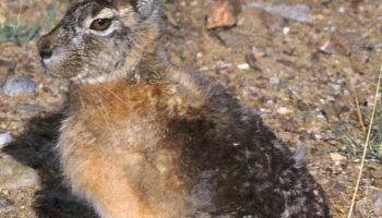 Заяц-песчаник (Lepus tibetanus) — особенности поведения, местообитания и адаптации