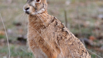 Заяц-русак (Lepus europaeus) — особенности, распространение и образ жизни