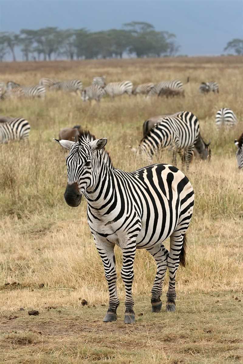 Особенности поведения зебр