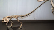 Зефирозавр (Zephyrosaurus)