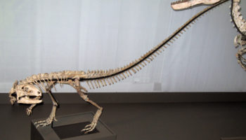Зефирозавр (Zephyrosaurus)