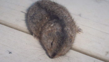 Желтобрюхий лемминг (Lemmus trimucronatus)