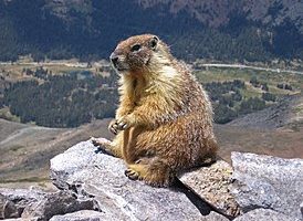 Желтобрюхий сурок (Marmota flaviventris) — особенности внешности и поведения