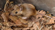 Желтогорлая мышь (Apodemus flavicollis) — описание, распространение и особенности