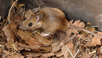 Желтогорлая мышь (Apodemus flavicollis) — описание, распространение и особенности