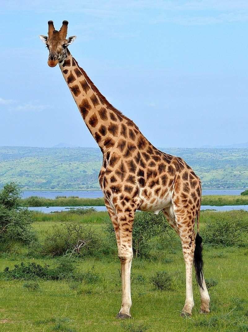 Социальная структура жирафов