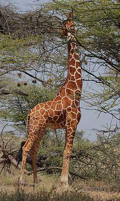 Культурное и историческое значение жирафов