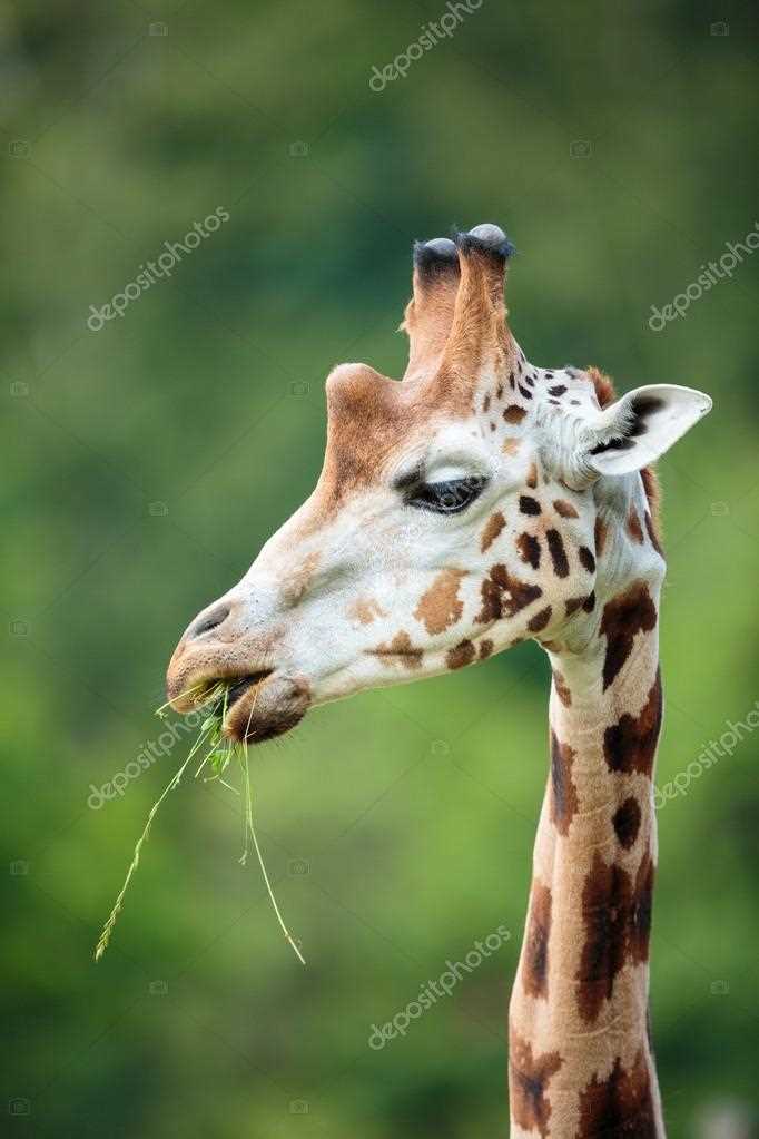Роль жирафов в экосистеме