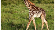 Жираф (Giraffa camelopardalis) — красавец среди саванн