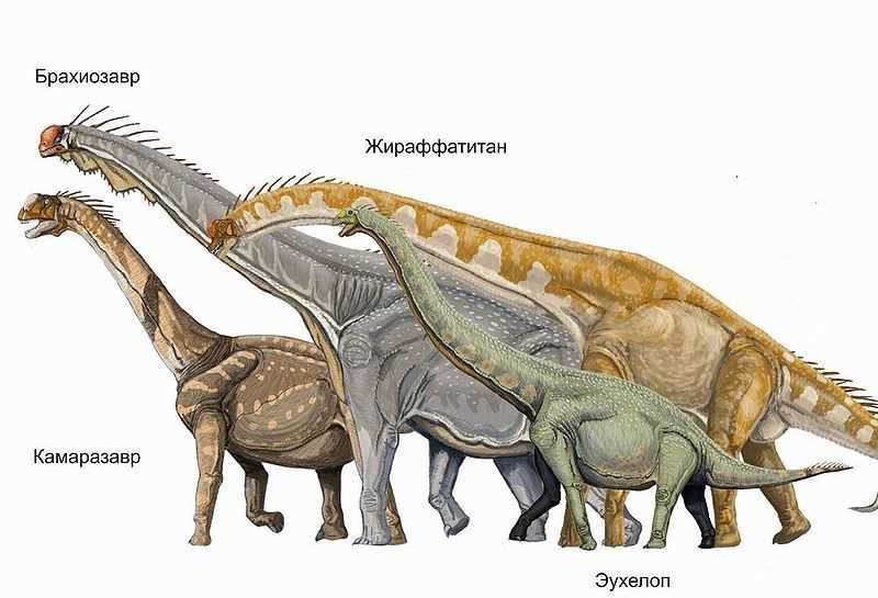 Размеры и вес undefinedжираффатитана</em>«></p>
<p>Вес жираффатитана также был впечатляющим. Эти динозавры взрослого возраста достигали веса около 30 — 40 тонн, что эквивалентно более чем 10 автомобилям. При этом, по сравнению с некоторыми другими динозаврами, их структура скелета была относительно легкой, благодаря чему они могли поддерживать свой огромный вес и перемещаться на своих четырех ногах.
<h3>Таблицы размеров и веса демонстрируют следующее:</h3>
<p><img decoding=